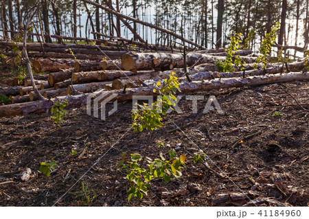 Forest plot cleared from the trees. Forest plot cleared from the trees. 41184960