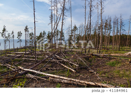 Forest plot cleared from the trees. Forest plot cleared from the trees. 41184961