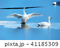 白鳥（コハクチョウ）の高画質写真 41185309