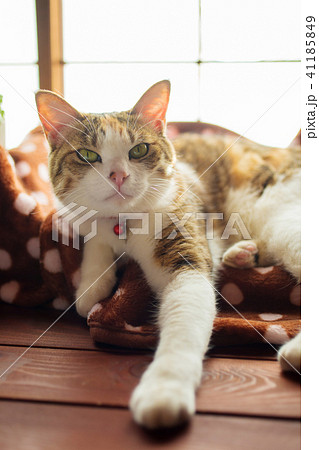 変顔だけどかわいい三毛猫の写真素材