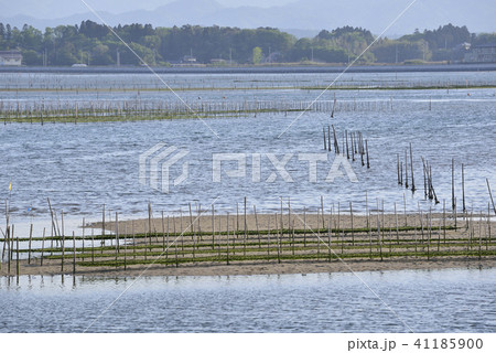松川浦の海苔棚 41185900