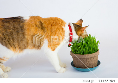 猫草大好き 41185964