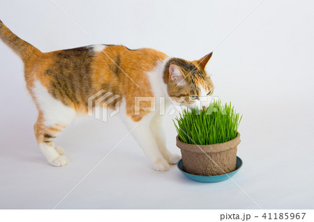 猫草大好き 猫草大好き 41185967