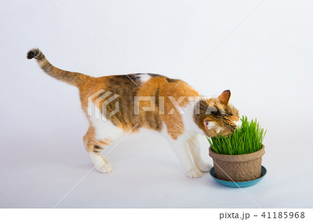猫草大好き 猫草大好き 41185968