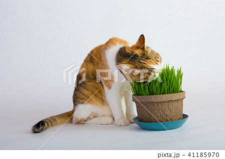 猫草大好き 41185970