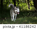 Siberian husky. Close-up. 41186242