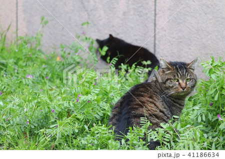 地域猫(カラスノエンドウの茂みの中) 地域猫(カラスノエンドウの茂みの中) 41186634