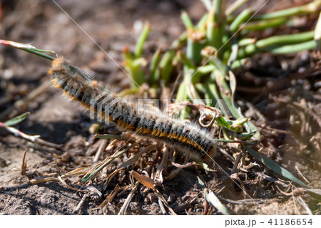 Caterpillar Lasiocampa trifolii on ground 41186654