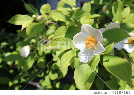 ナツツバキ 41187166