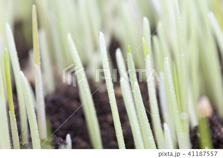 drop water and wheat drop water and wheat 41187557