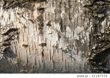 bark detail bark detail 41187559