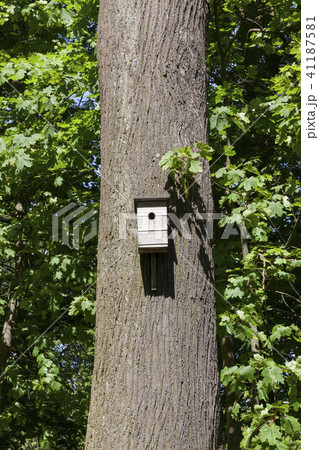 wooden birdhouse 41187581