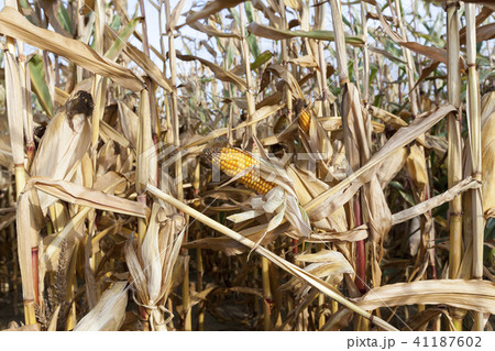 ears of ripe corn 41187602