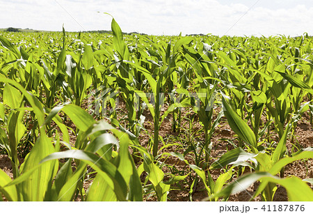 green corn 41187876