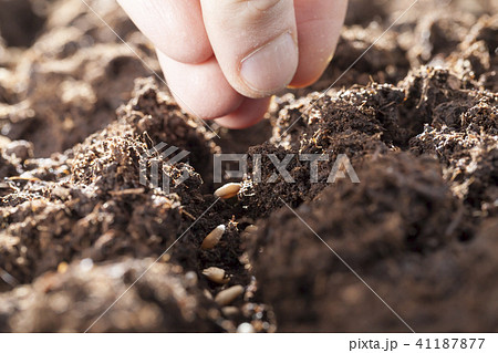 new crop, a close-up 41187877