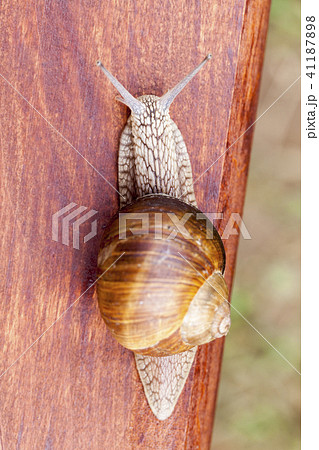 old grape snail old grape snail 41187898