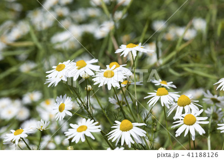 chamomile flowers 41188126
