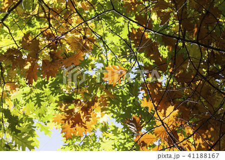 orange autumn oak orange autumn oak 41188167