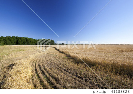 harvest wheat harvest wheat 41188328