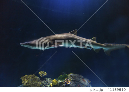Slender shark with ominous lighting Slender shark with ominous lighting 41189610