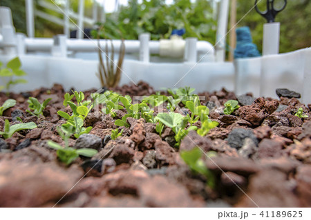 Sprouts sprouting the way sprouts tend to sprout Sprouts sprouting the way sprouts tend to sprout 41189625