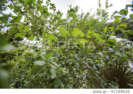 Squash plant growing some oak tree Squash plant growing some oak tree 41189626
