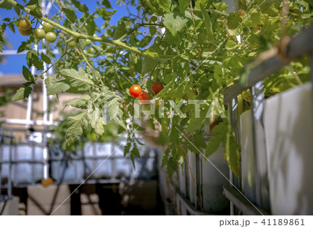 Tomatoes on a thriving plant Tomatoes on a thriving plant 41189861
