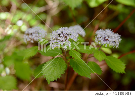 コアジサイ コアジサイ 41189983