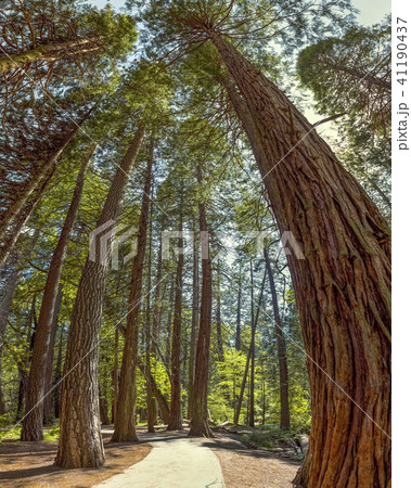 Yosemite National Park - Mariposa Grove Yosemite National Park - Mariposa Grove 41190437