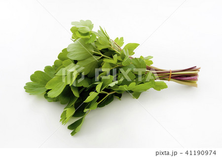 長命草（ボタンボウフウ） 41190974