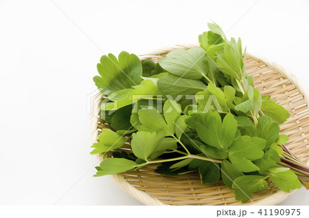 長命草（ボタンボウフウ） 41190975