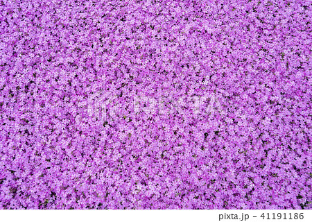 北海道の美しく広がるシバザクラ 北海道の美しく広がるシバザクラ 41191186