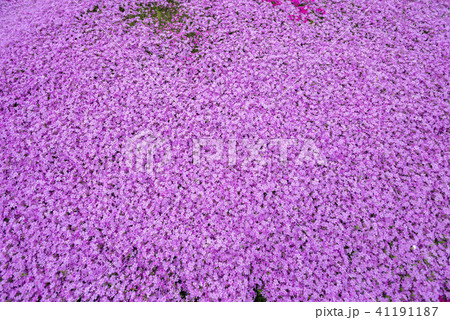 北海道の美しく広がるシバザクラ 北海道の美しく広がるシバザクラ 41191187