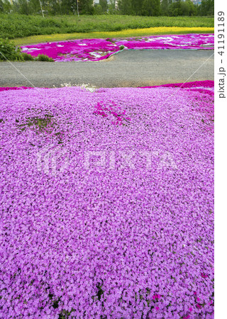 北海道の美しく広がるシバザクラ 北海道の美しく広がるシバザクラ 41191189