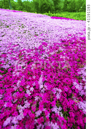 北海道の美しく広がるシバザクラ 北海道の美しく広がるシバザクラ 41191193