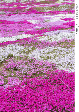 北海道の美しく広がるシバザクラ 41191202