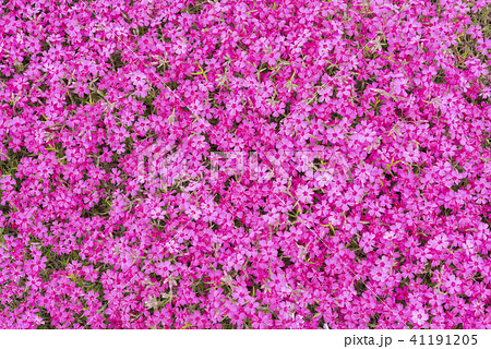 北海道の美しく広がるシバザクラ 41191205