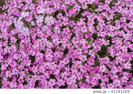 北海道の美しく広がるシバザクラ 41191209