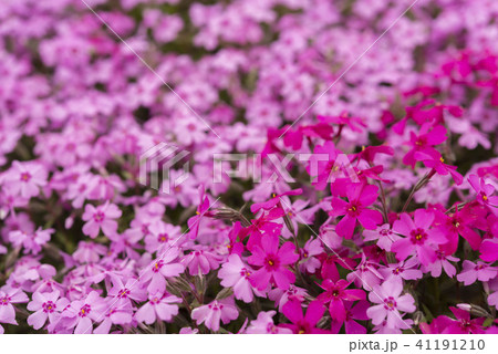 北海道の美しく広がるシバザクラ 北海道の美しく広がるシバザクラ 41191210