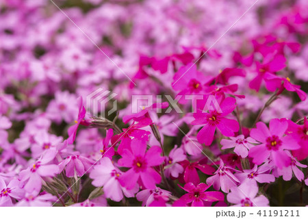 北海道の美しく広がるシバザクラ 北海道の美しく広がるシバザクラ 41191211