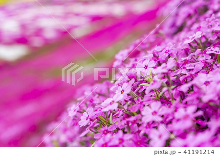 北海道の美しく広がるシバザクラ 41191214