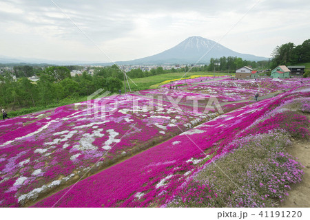 北海道の美しく広がるシバザクラ 41191220