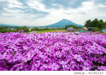 北海道の美しく広がるシバザクラ 北海道の美しく広がるシバザクラ 41191223