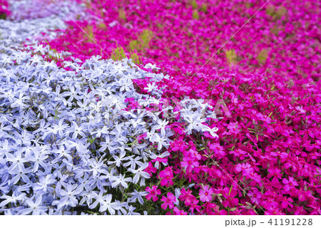 北海道の美しく広がるシバザクラ 41191228