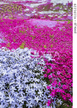 北海道の美しく広がるシバザクラ 41191229