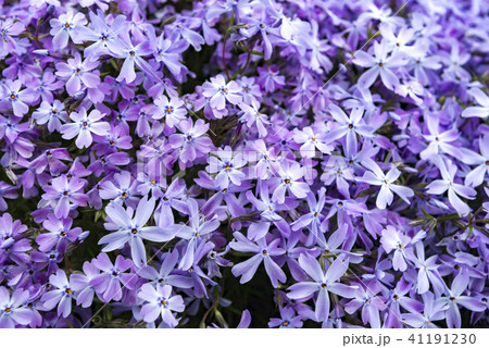 北海道の美しく広がるシバザクラ 北海道の美しく広がるシバザクラ 41191230