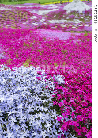 北海道の美しく広がるシバザクラ 41191231