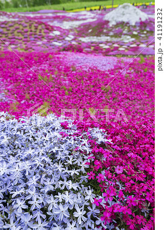 北海道の美しく広がるシバザクラ 41191232