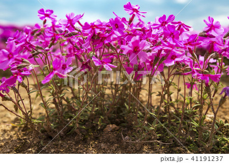 北海道の美しく広がるシバザクラ 北海道の美しく広がるシバザクラ 41191237