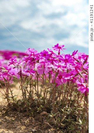 北海道の美しく広がるシバザクラ 41191241